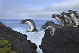 © Thomas P. Peschak , Jump" - nominacja w kategorii NATURE SINGLES / Pingwiny Rockhopper podczas wędrówki po wzburzonym wybrzeżu wyspy Marion, południowoafrykańskiego terytorium Antarktycznego na Oceanie Indyjskim.