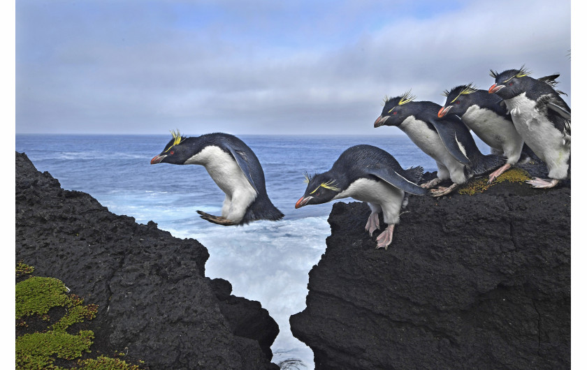 © Thomas P. Peschak , Jump - II miejsce  w kategorii NATURE SINGLES / Pingwiny Rockhopper podczas wędrówki po wzburzonym wybrzeżu wyspy Marion, południowoafrykańskiego terytorium Antarktycznego na Oceanie Indyjskim.