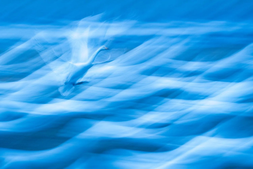 &quot;Landing in a Sea of Swans&quot;, fot. Andreas Hemb (Szwecja) - Silver Award, Creative Perspectives | Bird Photographer of the Year