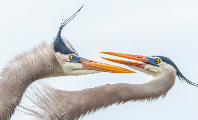  Audubon Photography Awards 2019 - wyniki