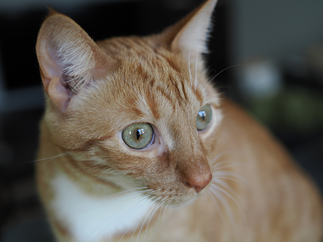 1/160 s, f/1.8, ISO 200, 25.0 mm