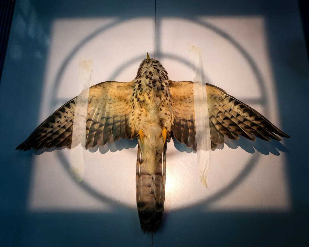 &quot;Radiographing&quot;, fot. Sarthak Agrawal (Indie) — Gold Award, Conservation (Single Image) | Bird Photographer of the Year