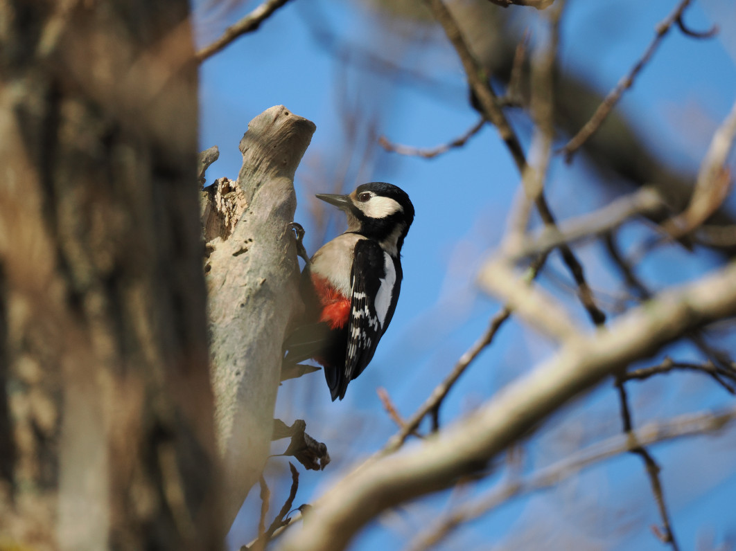 1/1000 s, f/6.3, ISO 800, 400.0 mm
