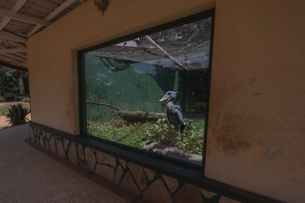 &quot;Trapped&quot;, fot. Charlotte Keast (Wielka Brytania) - Silver Award, Conservation (Single Image) | Bird Photographer of the Year