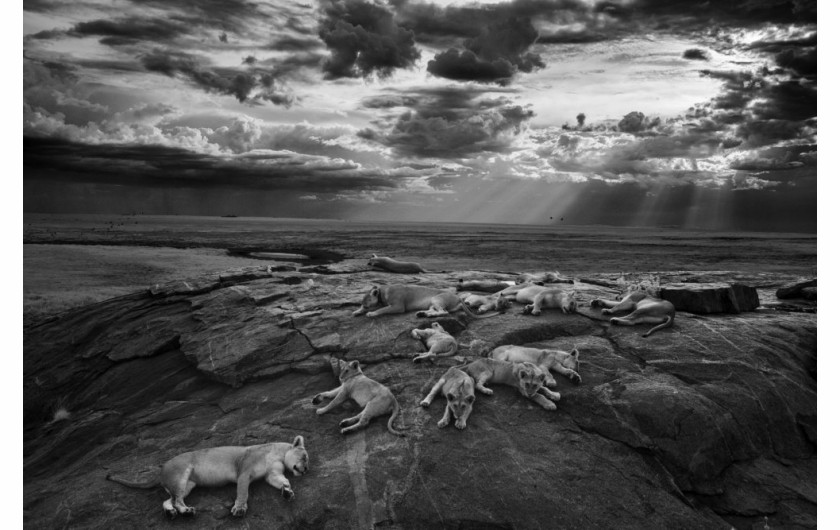  Wildlife Photographer of the Year 2014, Michael “Nick” Nichols, USA,