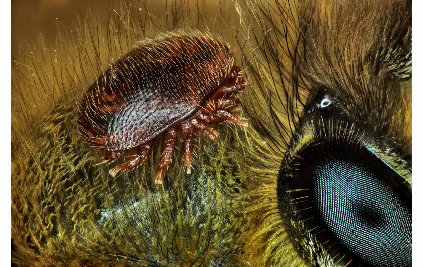 fot. Antoine Frank, roztocze na grzbiecie pszczoły, 15. miejsce w konkursie Nikon Small World 2018