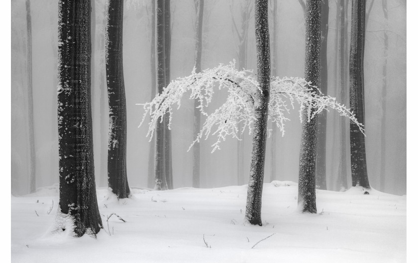 fot. Heiner Machalett, Winter Forest, The Monochrome Award / 2021 International Landscape Photographer of the Year 