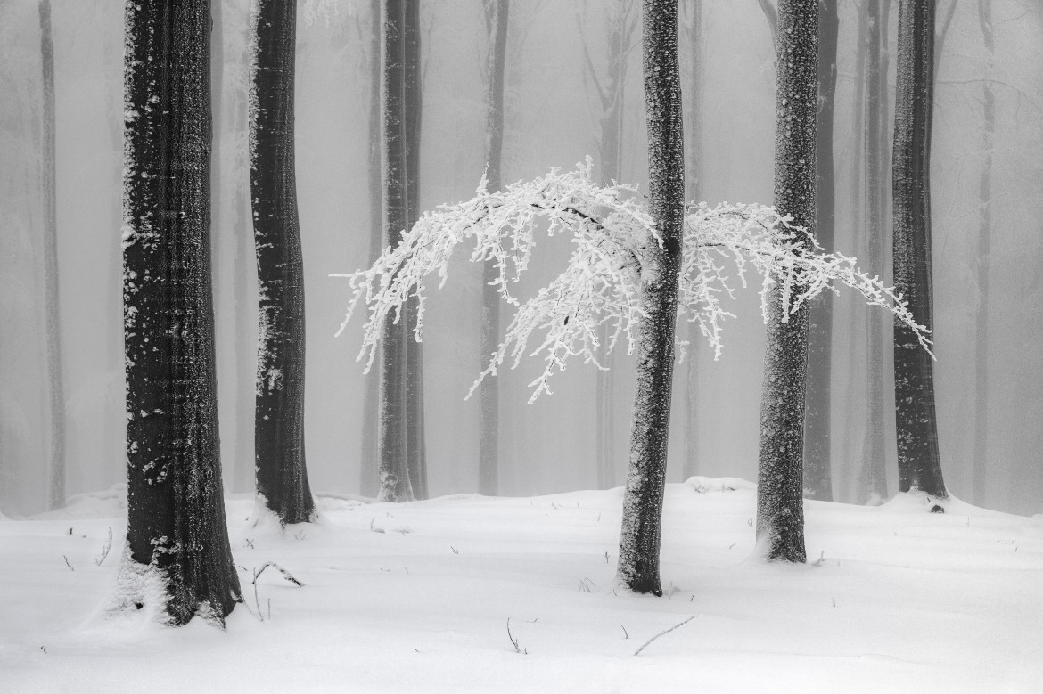 fot. Heiner Machalett, "Winter Forest", The Monochrome Award / 2021 International Landscape Photographer of the Year 