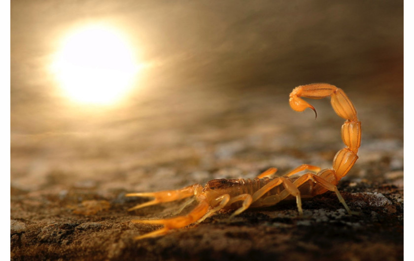  Young Wildlife Photographer of the Year 2014, Carlos Perez Naval, Hiszpania,