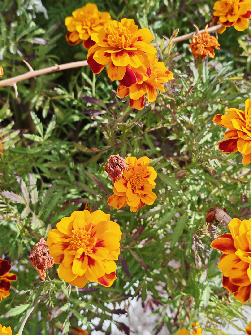 1/590 s, f/1.9, ISO 50, aparat główny