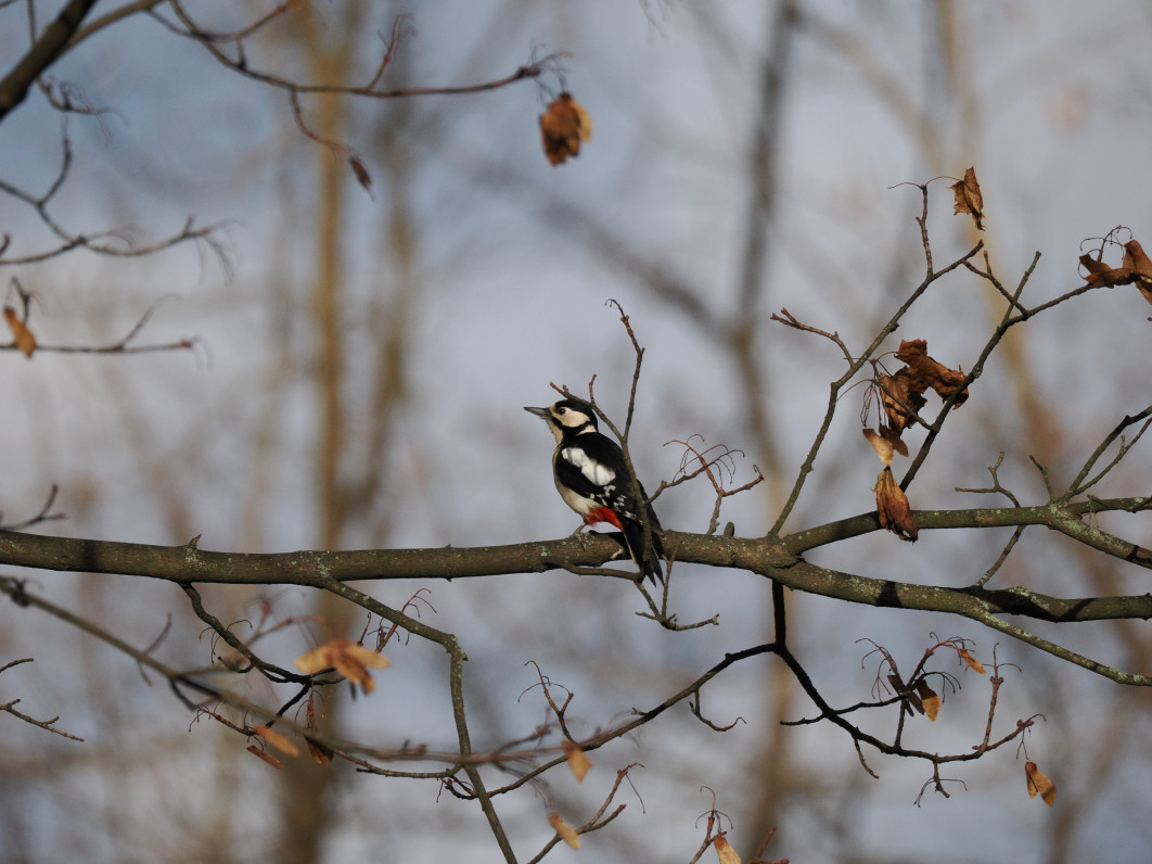 1/5000 s, f/6.3, ISO 1600, 400.0 mm