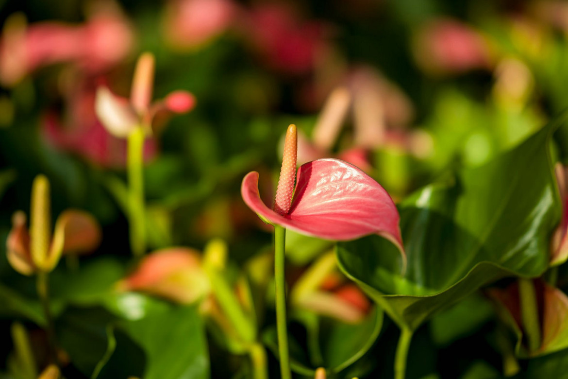 © Anhui ChangGeng Optical Technology Company Limited / Venus Optics Laowa