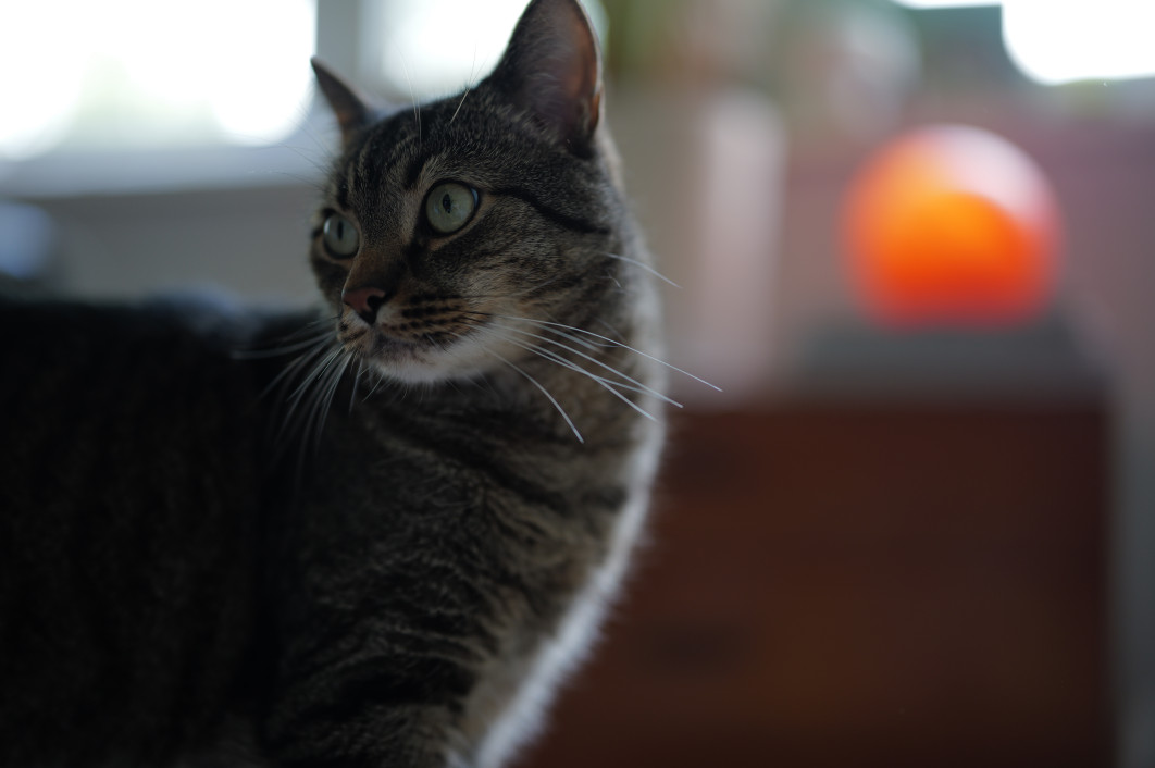 1/200 s, f/1.2, ISO 200, 50.0 mm