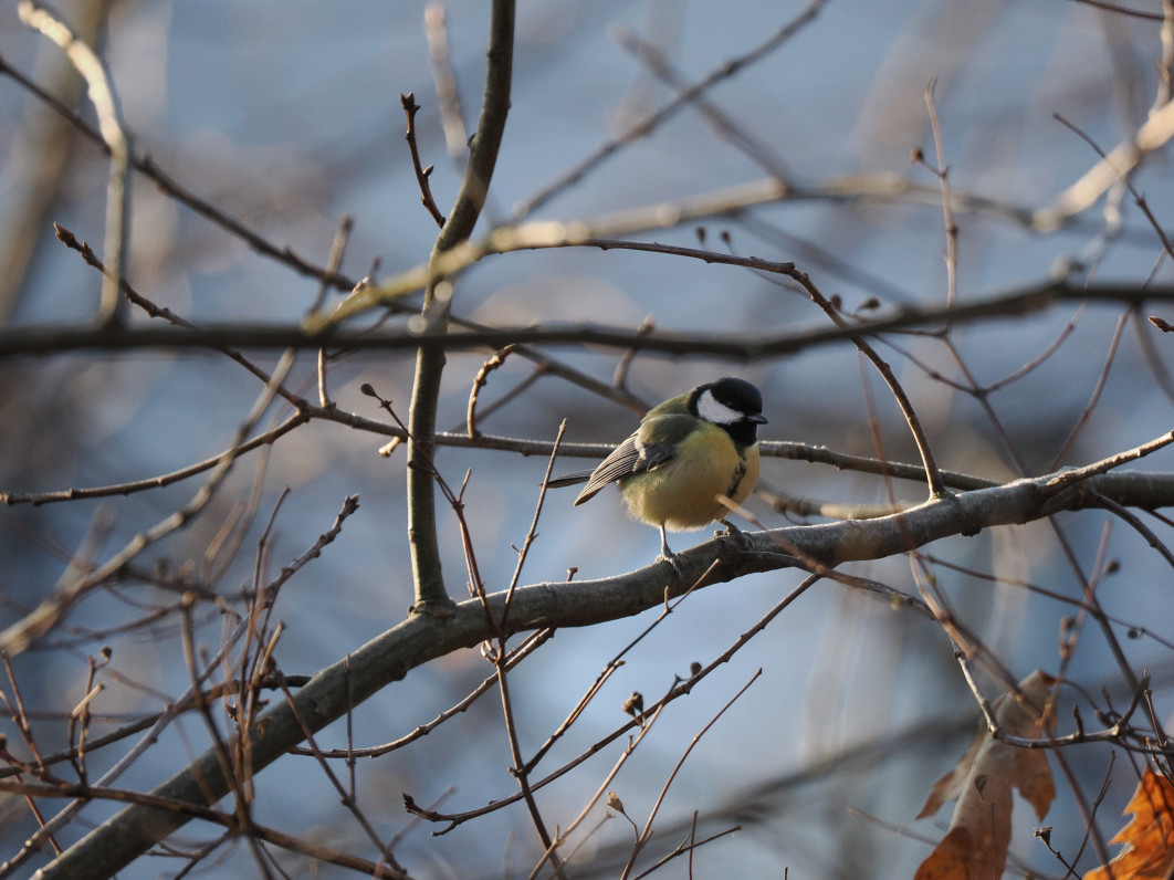 1/800 s, f/6.3, ISO 1600, 400.0 mm