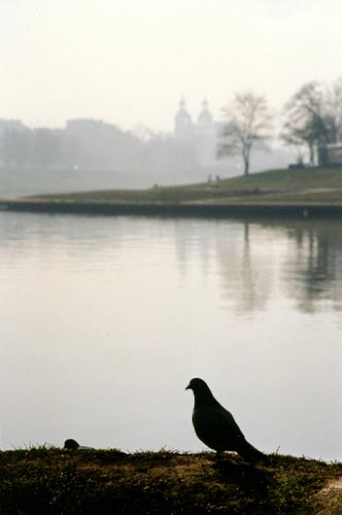 "Gołąb" fot. Roman Buliński
