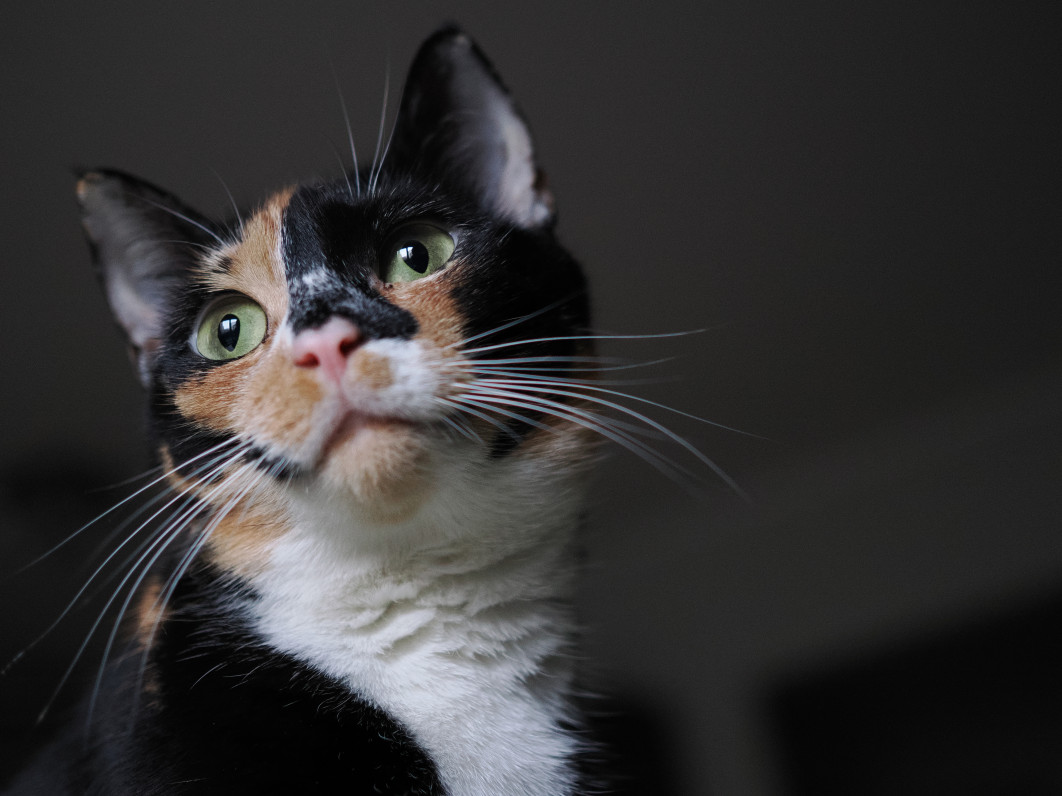 1/320 s, f/1.8, ISO 3200, 25.0 mm