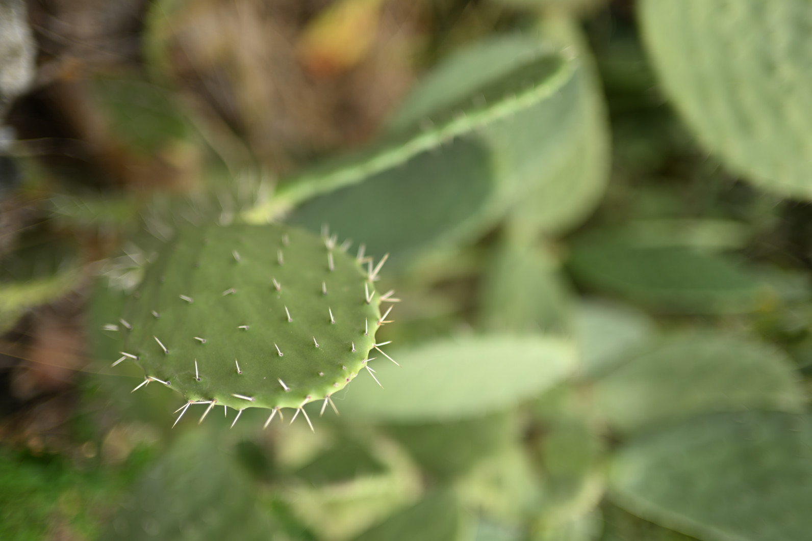 1/800 s, f/1.4, ISO 50, 35.0 mm