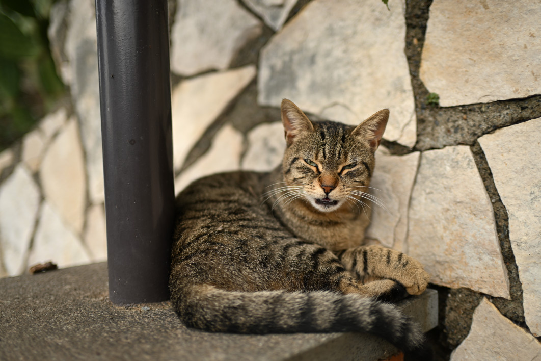 1/1250 s, f/1.4, ISO 50, 35.0 mm
