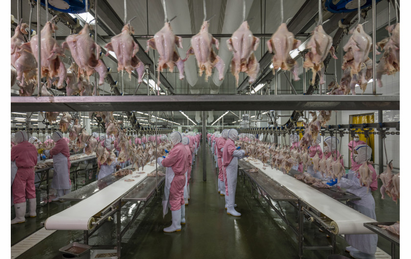 © George Steinmetz (National Geographic), Feeding China - II miejsce w kategorii CONTEMPORARY ISSUES STORIES / Szybko rosnące dochody w Chinach doprowadziły do zmiany diety i zwiększenia popytu na mięso, nabiał i przetworzoną żywność. Przemysł spożywczy i rolny znajduje się pod presją.