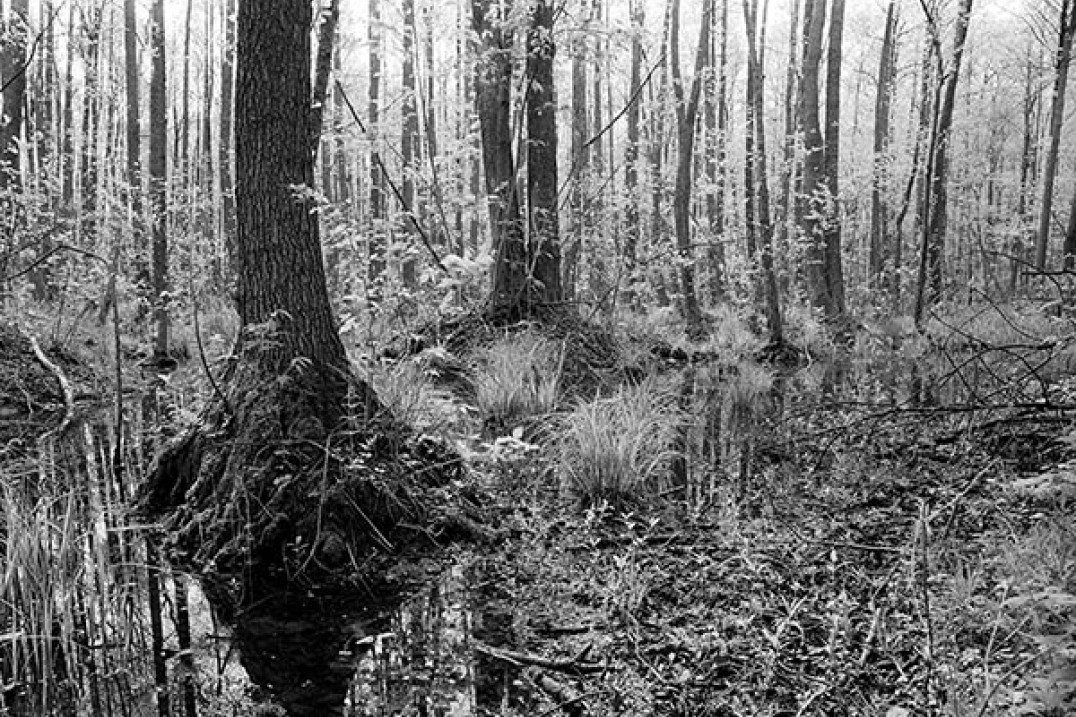 "Urzekła mnie twoja historia" - Poranek nad Biebrzą