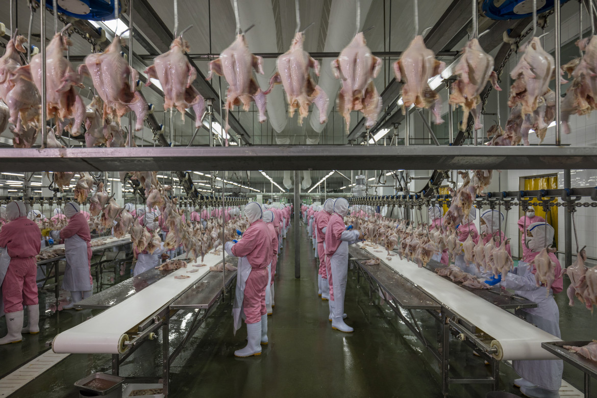 © George Steinmetz (National Geographic), "Feeding China" - II miejsce w kategorii CONTEMPORARY ISSUES STORIES / Szybko rosnące dochody w Chinach doprowadziły do zmiany diety i zwiększenia popytu na mięso, nabiał i przetworzoną żywność. Przemysł spożywczy i rolny znajduje się pod presją.