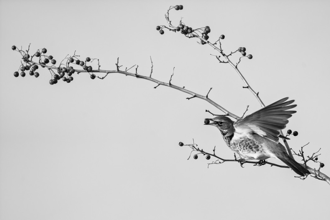 Fot. Joanna Sanaj, wyróżnienie  / Fine Art Photography Awards 2026