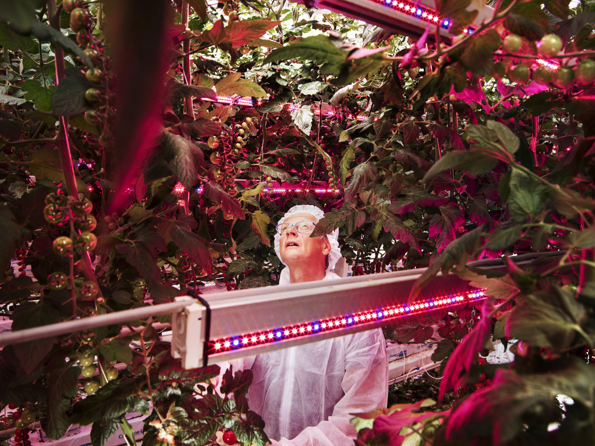 © Luca Locatelli (National Geographic), "Hunger Solutions" - II miejsce w kategorii ENVIRONMENT STORIES / Nowatorska praktyka rolnicza w Holandii zmniejszyła zależność od wody w przypadku najważniejszych upraw, a także radykalnie ograniczyła stosowanie chemicznych pestycydów i antybiotyków. W "Food Valley" ekspansja start-upów technologii rolniczych i gospodarstw eksperymentalnych wskazuje na możliwe rozwiązanie globalnego kryzysu głodu.