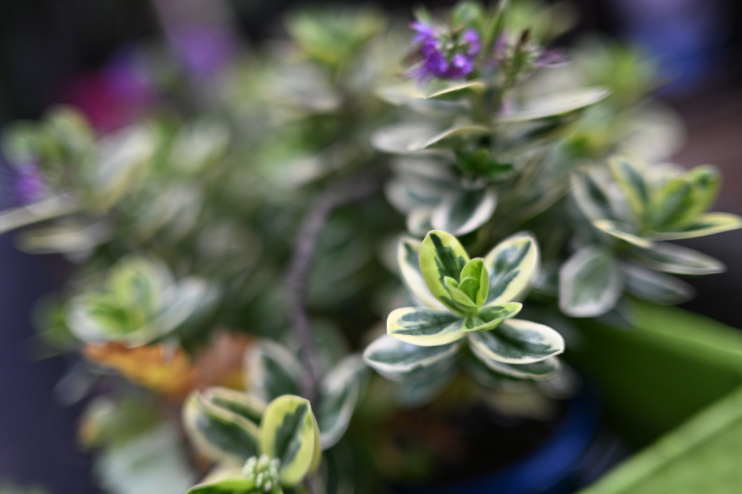 1/3200 s, f/1.4, ISO 400, 35.0 mm