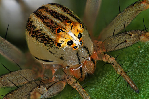 Nikon Small World 2019 - Polak wśród wyróżnionych