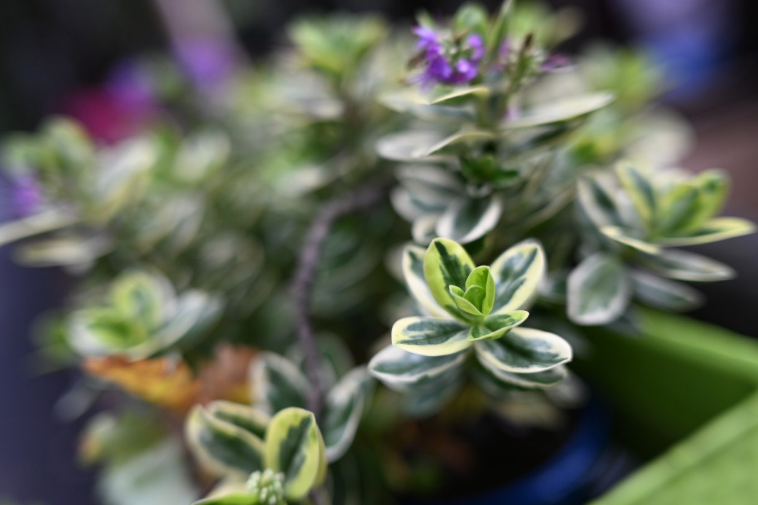 1/2000 s, f/1.8, ISO 400, 35.0 mm