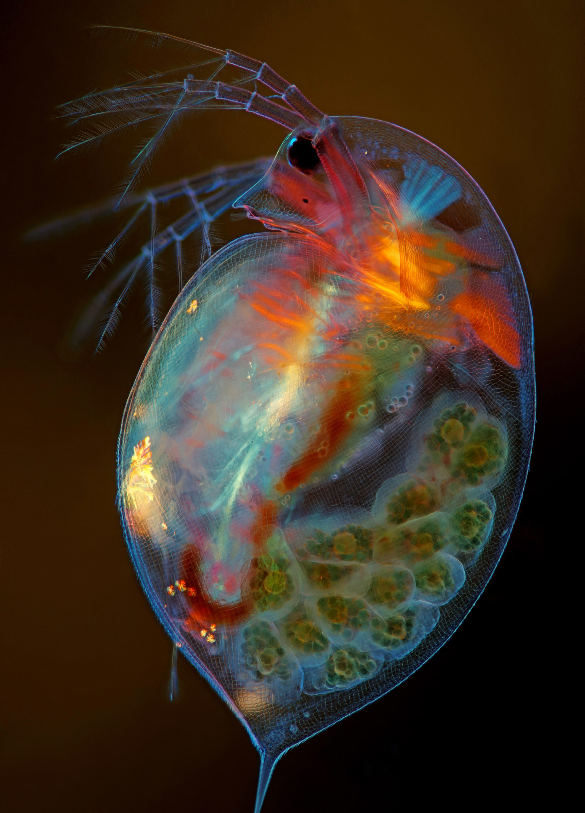 fot. Marek Miś, wioślarka, 15. miejsce w konkursie Nikon Small World 2019 