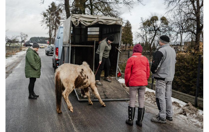 Fot. Marcin Urbanowicz, ,,Falko”. Fundacja Falko i Przyjaciele w Wierzbiu ratuje chore konie i porzucone psy. Działa dzięki zbiórkom internetowym, jednak stale brakuje środków na leczenie i utrzymanie zwierząt. Malwina Sobolewska wraz ze schorowaną matką i kilkoma wolontariuszami opiekuje się obecnie dziesięcioma końmi i jedenastoma psami.2. nagroda w kat. Documentary Project / Grand Press Photo 2025