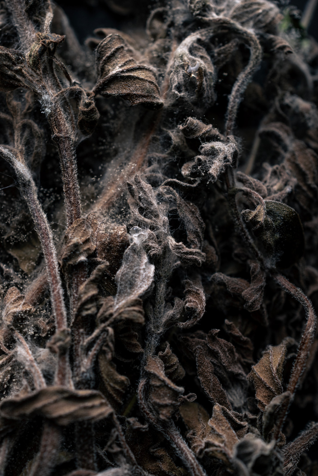 Fot. Katarzyna Kowalewska, wyróżnienie  / Fine Art Photography Awards 2026