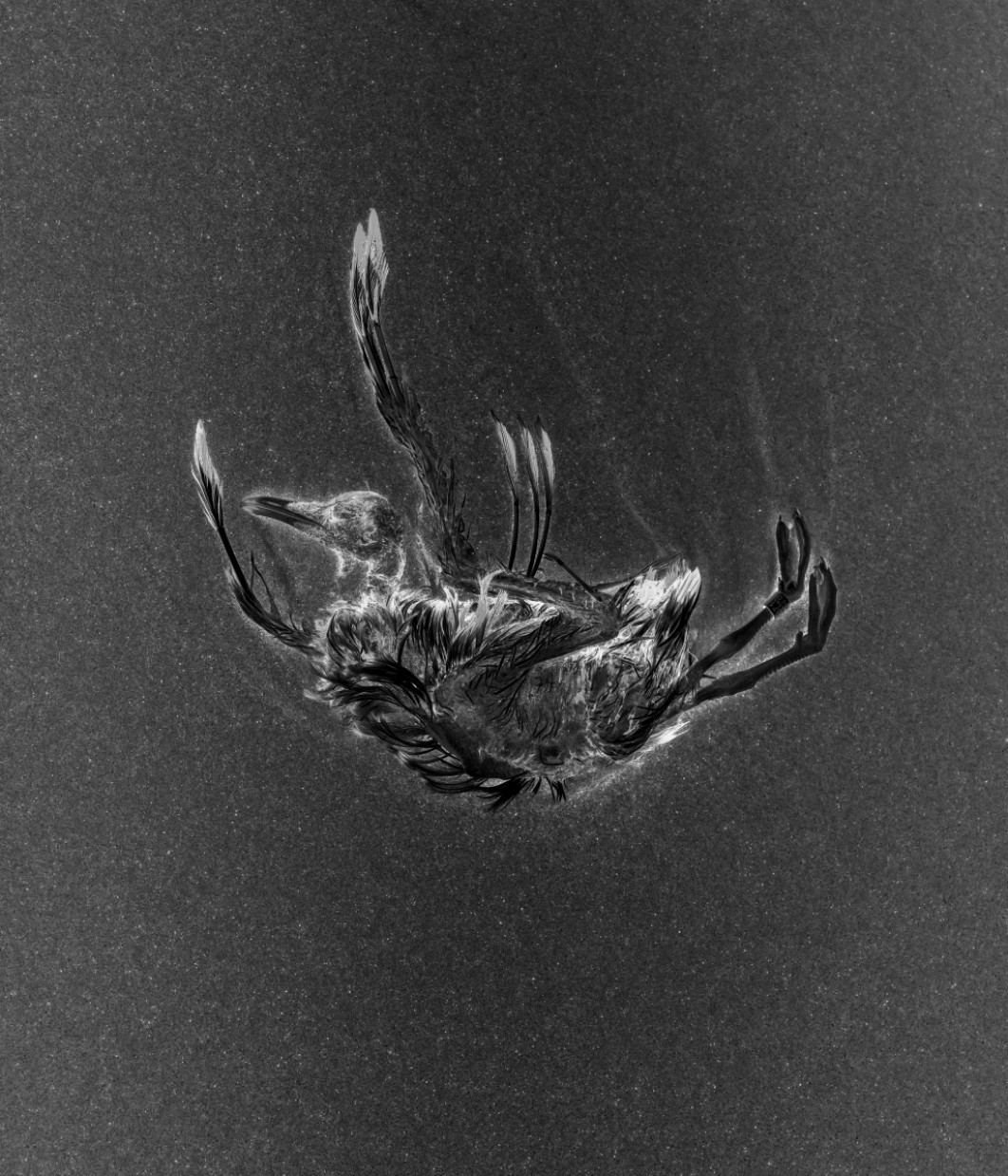 Fot. Katarzyna Serkowska, wyróżnienie  / Fine Art Photography Awards 2026