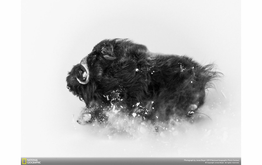 fot. Jonas Beyer, Deep Snow

Piżmowół arktyczny w śniegach Grenlandii