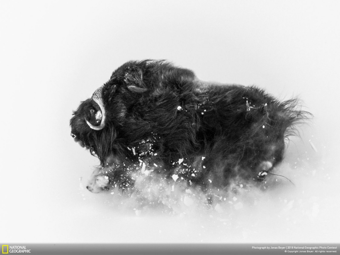 fot. Jonas Beyer, "Deep Snow"

Piżmowół arktyczny w śniegach Grenlandii