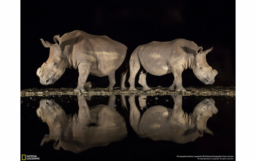 fot. Alison Langevad, A new look

Nosorożce w rezerwacie Zimanga Game w RPA. Osobniki zostały pozbawione rogów, by nie stały się cele kłusowników.