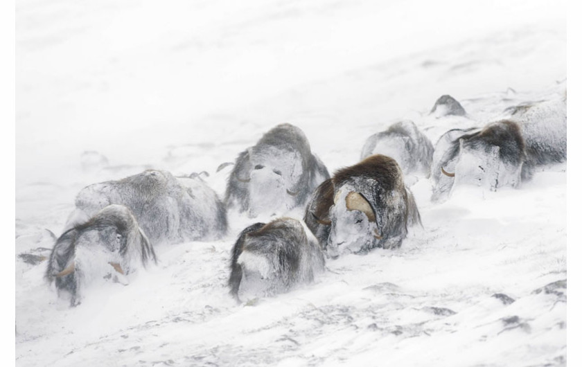 (c)Orsolya Haarberg, Norwegia/Węgry, Zaśnieżone