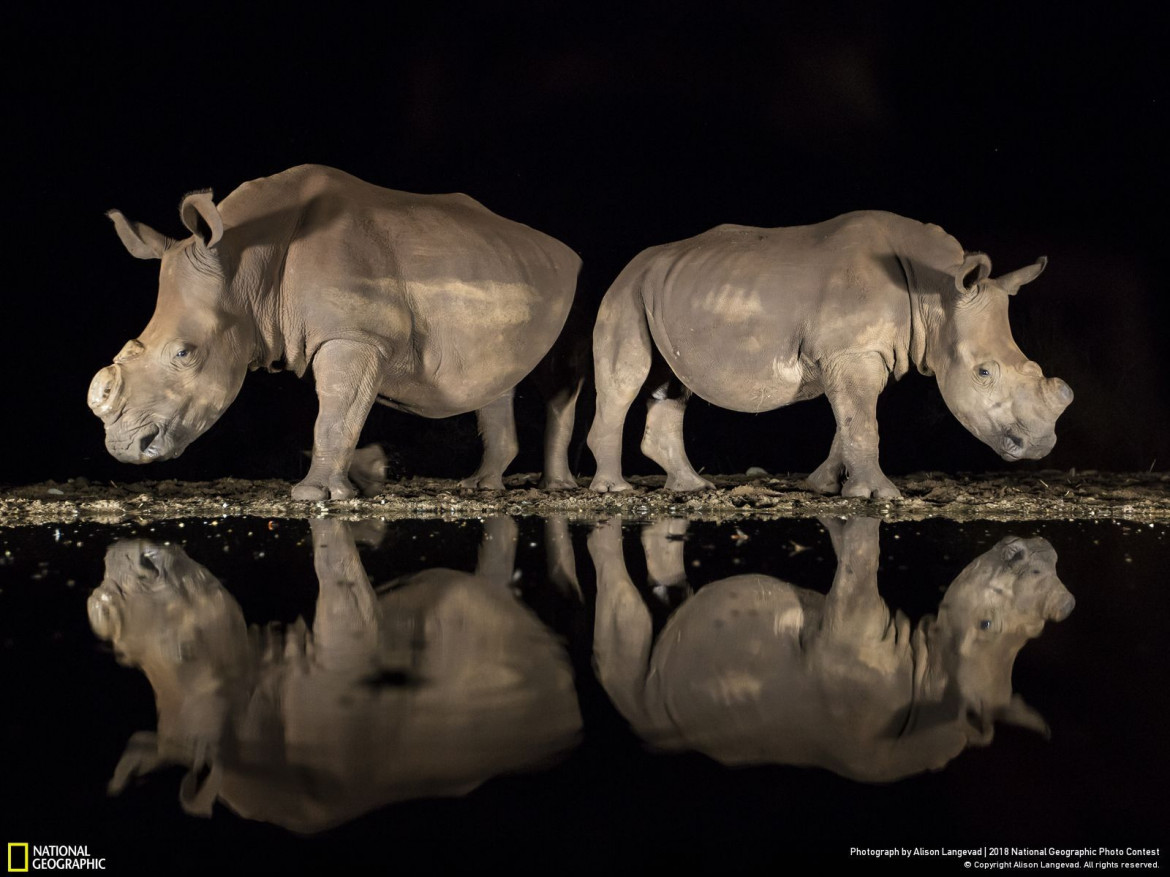 fot. Alison Langevad, "A new look"

Nosorożce w rezerwacie Zimanga Game w RPA. Osobniki zostały pozbawione rogów, by nie stały się cele kłusowników.