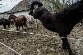 Fot. Marcin Urbanowicz, ,,Falko”. Fundacja Falko i Przyjaciele w Wierzbiu ratuje chore konie i porzucone psy. Działa dzięki zbiórkom internetowym, jednak stale brakuje środków na leczenie i utrzymanie zwierząt. Malwina Sobolewska wraz ze schorowaną matką i kilkoma wolontariuszami opiekuje się obecnie dziesięcioma końmi i jedenastoma psami.<br></br><br></br>2. nagroda w kat. Documentary Project / Grand Press Photo 2025