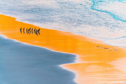 fot. Miquel Angel Artús Illana, Fishing trip at sunrise, 2. miejsce w kat Birds / Nature Photographer of the Year 2021