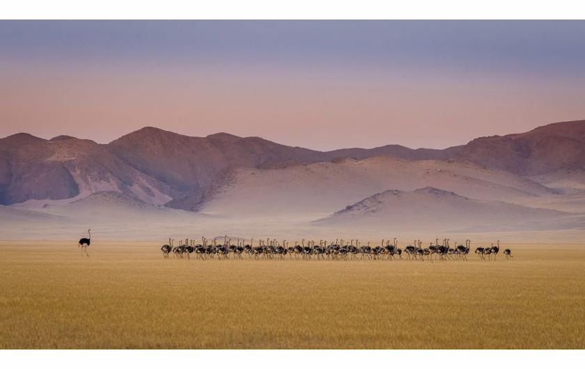 fot. Tomasz Szpila, Ostrich kindergarten, specjalnie wyróżnie w kat. Birds / Nature Photographer of the Year 2021