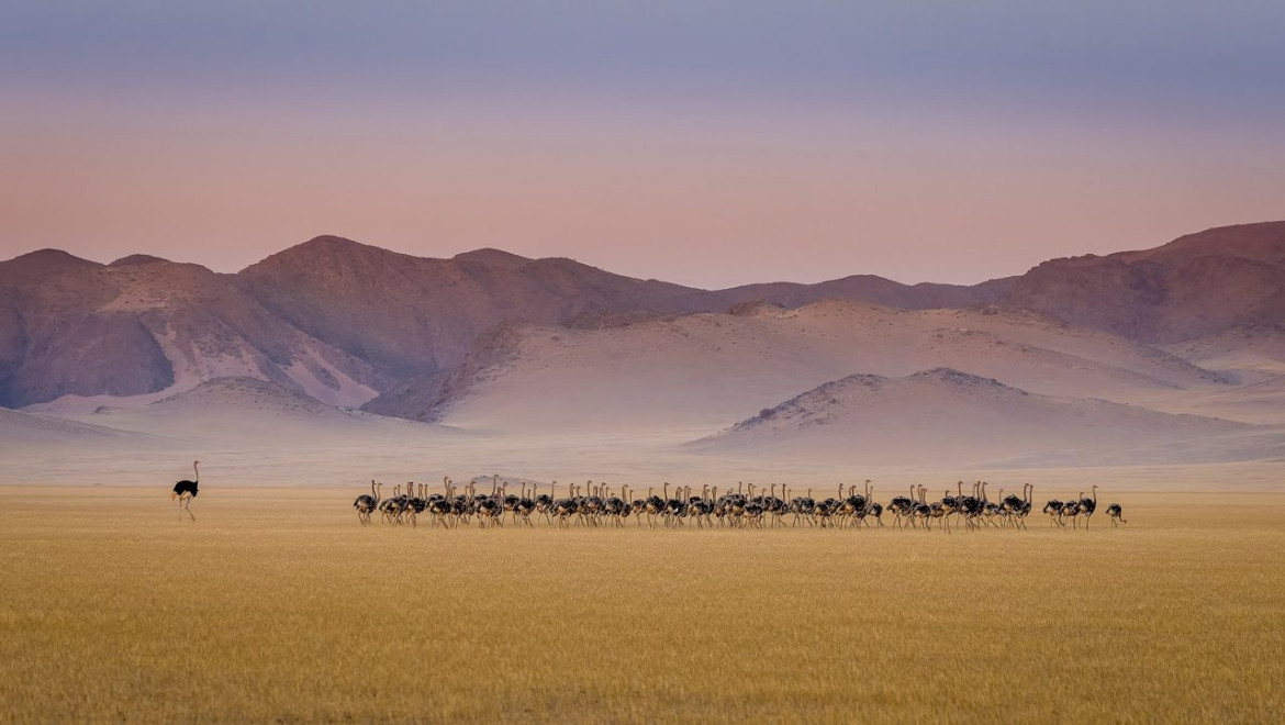 fot. Tomasz Szpila, "Ostrich kindergarten", specjalnie wyróżnie w kat. Birds / Nature Photographer of the Year 2021