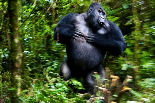 fot. Josef Friedhuber, Silverbach Chimanuka , 1. miejsce w kat. Mammals / Nature Photographer of the Year 2021