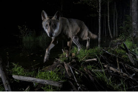 fot. Aare Udras, "Young Wolf (Canis Lupus)", 2. miejsce w kat. Mammals / Nature Photographer of the Year 2021