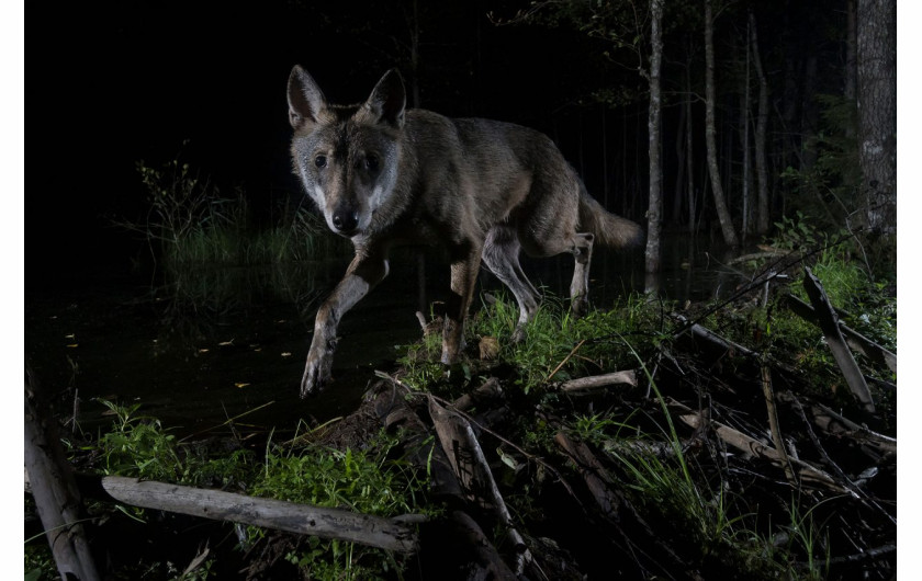 fot. Aare Udras, Young Wolf (Canis Lupus), 2. miejsce w kat. Mammals / Nature Photographer of the Year 2021