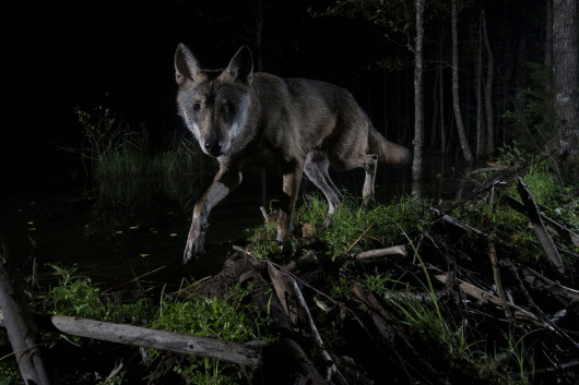 fot. Aare Udras, Young Wolf (Canis Lupus), 2. miejsce w kat. Mammals / Nature Photographer of the Year 2021