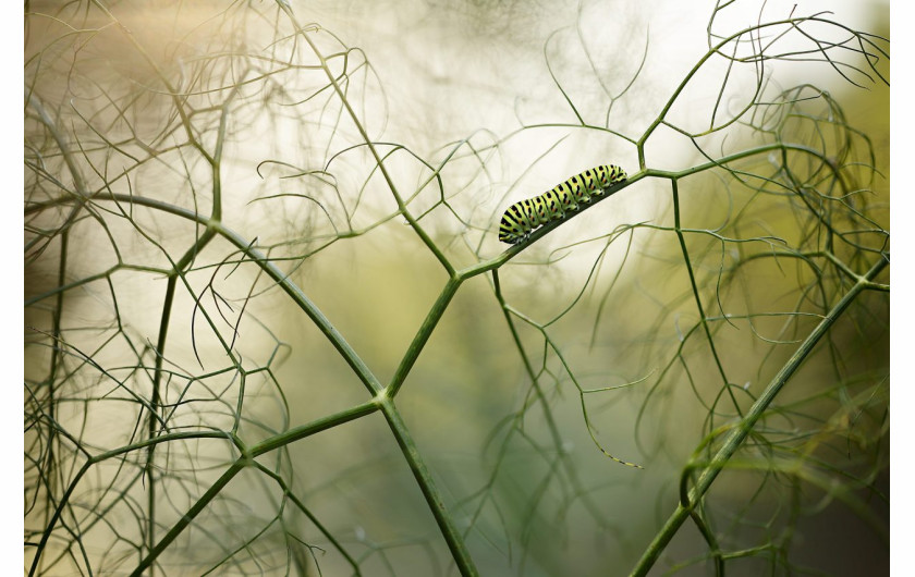 fot. Ruben Perez Novo, Walking among fennels, 1. miejsce w kat. Other Animals / Nature Photographer of the Year 2021