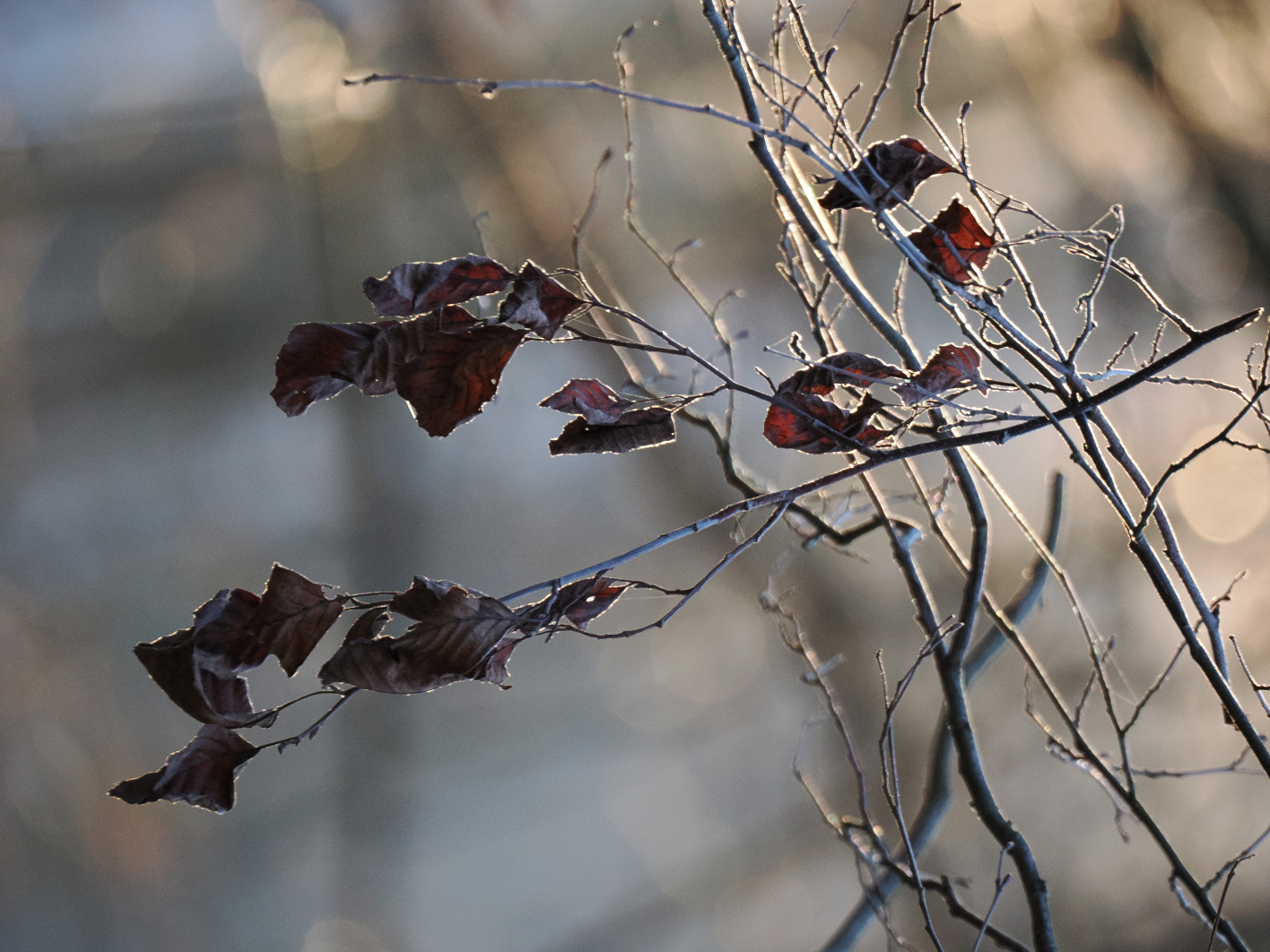 1/250 s, f/6.3, ISO 3200, 400.0 mm