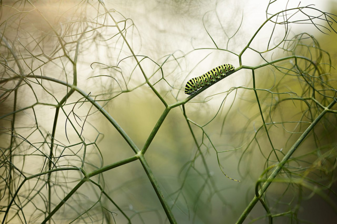 fot. Ruben Perez Novo, "Walking among fennels, 1. miejsce w kat. Other Animals / Nature Photographer of the Year 2021